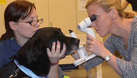 acvo eye exam