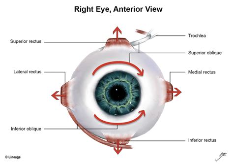 does examity track eye movement