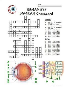 widen at an eye exam crossword